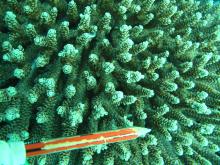 Acropora prostrata