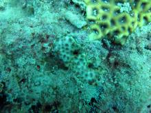 Leptastrea bewickensis