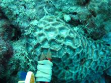 Oulophyllia bennettae