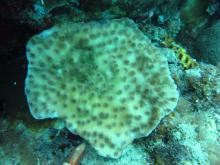 Echinopora mammiformis