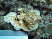 Echinopora pacificus