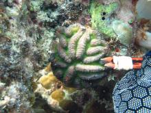 Lobophyllia hataii