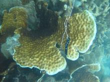 Echinopora pacificus