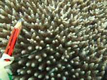 Acropora subulata