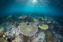Coral reef flat