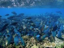 School of parrotfish