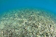 Coral rubble