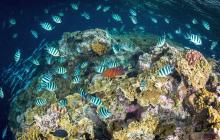 Vibrant coral reef scene