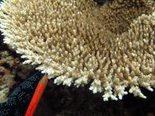 Acropora cytherea