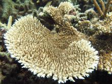 Acropora cytherea