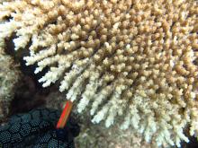Acropora cytherea