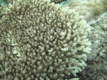 Acropora cytherea