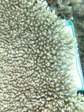 Acropora cytherea
