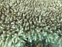 Acropora cytherea