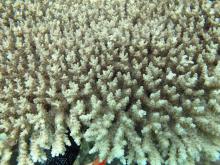 Acropora cytherea