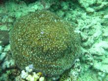 Halomitra pileus