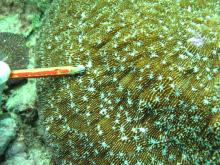 Halomitra pileus