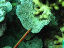 Montipora foliosa