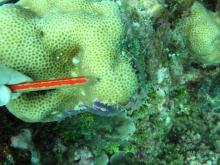 Goniastrea retiformis