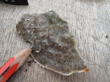 Pavona explanulata