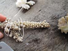Acropora austera