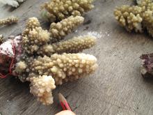 Acropora lutkeni