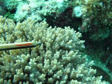Acropora granulosa