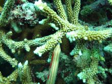 Acropora microphthalma