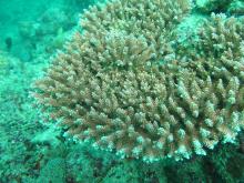 Acropora loripes