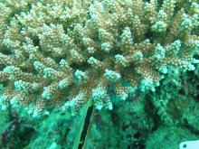 Acropora loripes
