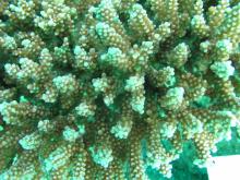 Acropora loripes