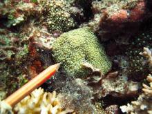 Euphyllia cristata