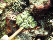 Euphyllia cristata