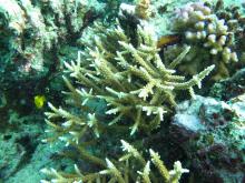 Acropora acuminata