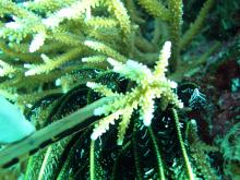 Acropora acuminata