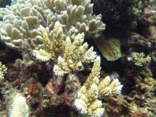 Acropora listeri
