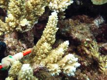 Acropora listeri
