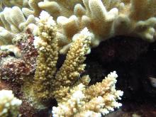 Acropora listeri