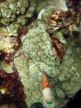 Montipora foveolata