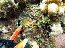 Favites pentagona