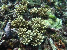 Acropora elseyi