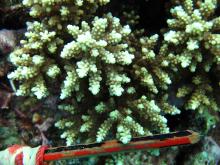 Acropora elseyi