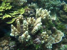 Acropora lutkeni
