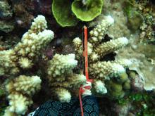 Acropora lutkeni