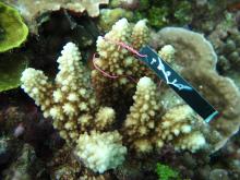 Acropora lutkeni