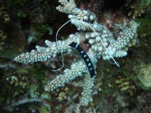 Acropora florida