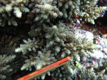 Acropora longicyathus