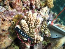Acropora polystoma