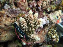 Acropora polystoma