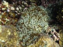 Acanthastrea hemprichii